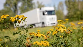 
Wildblumen am Straßenrand, im Hintergrund fährt ein Lkw