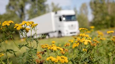 
Wildblumen am Straßenrand, im Hintergrund fährt ein Lkw