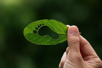 
Hand, die grünes Blatt hält